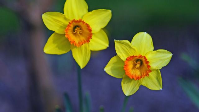 Daffodils